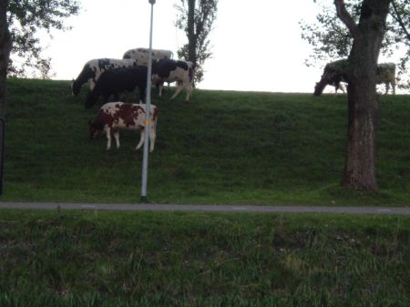 De koeien kwamen ook even langs